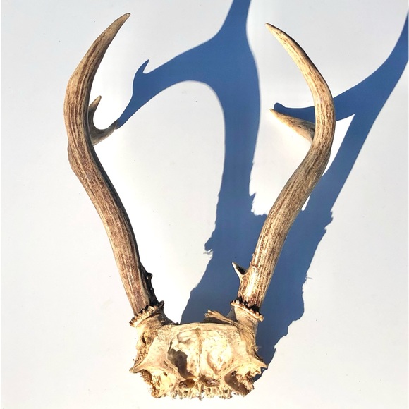Deer Antlers - Picture 2 of 15